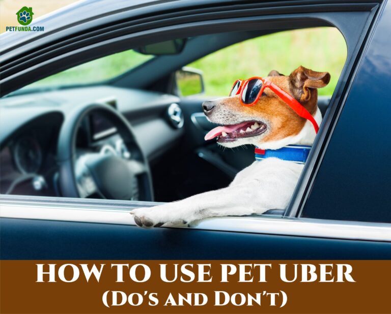 Guide on using Pet Uber – a cool dog sitting in a car wearing sunglasses