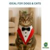 bow and tie for cats